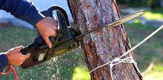 Trusted West Sharyland, TX Tree Removal Experts