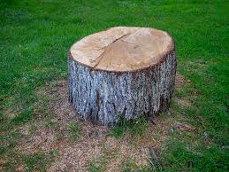 Best Stump Grinding and Removal  in West Sharyland, TX