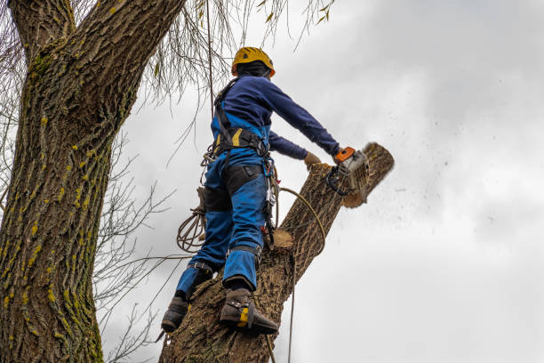Best Tree Cabling and Bracing  in West Sharyland, TX