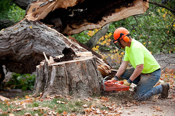 Best Seasonal Cleanup (Spring/Fall)  in West Sharyland, TX