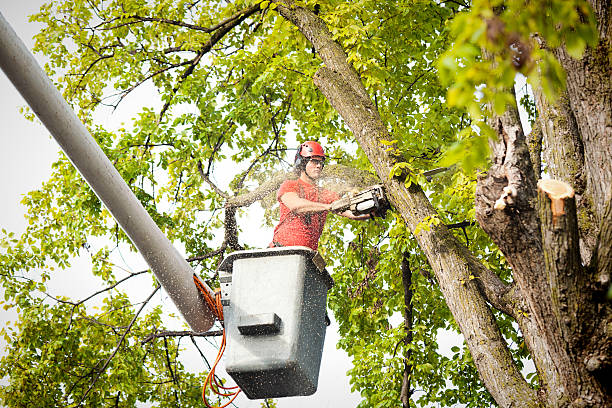 Best Utility Line Clearance  in West Sharyland, TX
